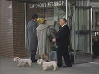 Alfred Hitchcock in The Birds