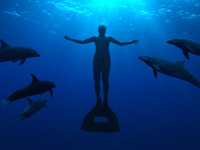 The Cove